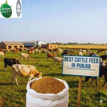Punjab, Farm & Garden, Best Cattle Feed In Punjab