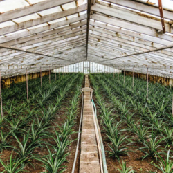 New York, Business, Natural Cancer Wellness Bundle Michigan | Holistic Support