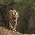 Eaze Tours India Wildlife Safari Adventure Package