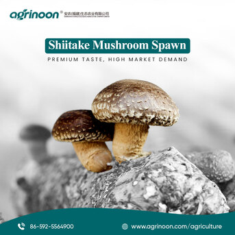 Beijing, Farm/Garden, Buy China Shiitake Spawn From Agrinoon