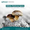 Buy China Shiitake Spawn From Agrinoon