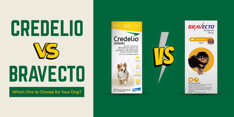 New York, Pet Supplies, USD 39,  Bravecto Vs Credelio: A Complete Flea Prevention Comparison | CanadaVetCare
