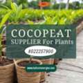 Export Quality Cocopeat For Plants Supplier