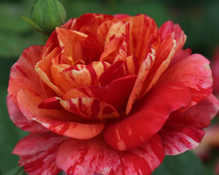 New York, Farm & Garden, USD 60,  Frida Kahlo Rose