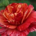 USD 60,  Frida Kahlo Rose
