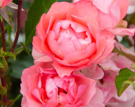 New York, Farm & Garden, USD 53,  Passionate Kisses