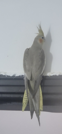 Jeddah, Pet Supplies, SAR 400,  Healthy Cocktail Male With Cage