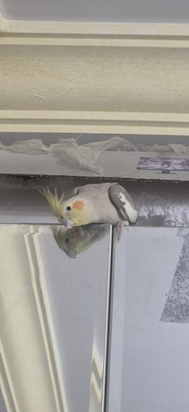 Jeddah, Pet Supplies, SAR 400,  Healthy Cocktail Male With Cage