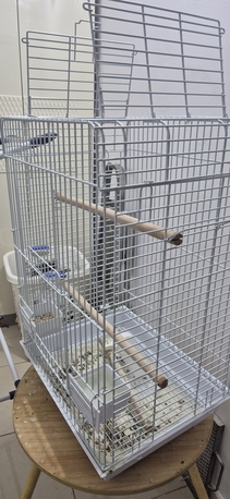 Jeddah, Pet Supplies, SAR 400,  Healthy Cocktail Male With Cage