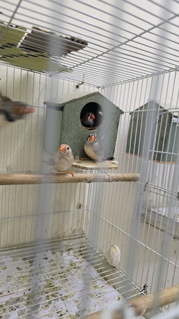 Jeddah, Pet Supplies, SAR 250,  Birds - Zebra Finches Jumbo