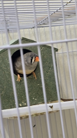 Jeddah, Pet Supplies, SAR 250,  Birds - Zebra Finches Jumbo
