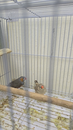 Jeddah, Pet Supplies, SAR 250,  Birds - Zebra Finches Jumbo