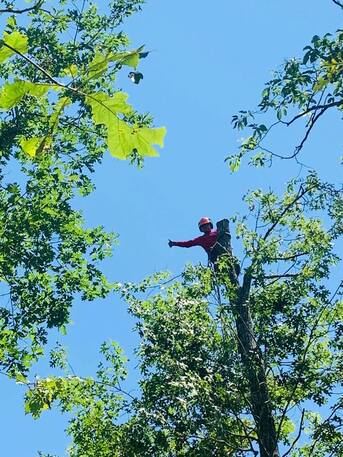 New York, Business, Common Ground Tree Service