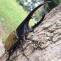 Impressive Rhinoceros Stag Beetle