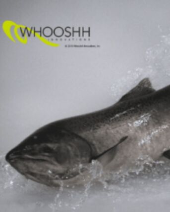 New York, Business, Affordable Fish Sorting Equipment