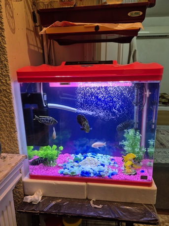 Riyadh, Pet Supplies, SAR 220,  Big Aquarium With 10 Fishes