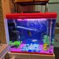 SAR 220,  Big Aquarium With 10 Fishes