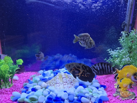 Riyadh, Pet Supplies, SAR 220,  Big Aquarium With 10 Fishes