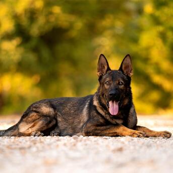 New York, Pet Sitting, German Shepherd Trained For Sale Elite Guard Dogs