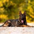 German Shepherd Trained For Sale Elite Guard Dogs