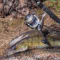 Rob Allen Spearguns &ndash; Elite Spearfishing Gear For Serious Divers