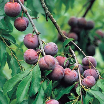 New York, Farm & Garden, USD 99,  Santa Rosa Plum Tree &ndash; Sweet & High Yield Fruit Tree