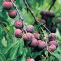 USD 99,  Santa Rosa Plum Tree &ndash; Sweet & High Yield Fruit Tree