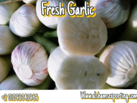 Ho Chi Minh City, Farm & Garden, Fresh Garlic