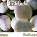 Fresh Garlic