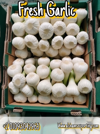 Ho Chi Minh City, Farm & Garden, Fresh Garlic