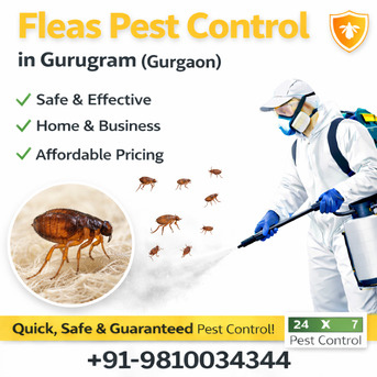Gurgaon, Pest Control, Fleas Pest Control In Gurugram