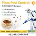 Fleas Pest Control In Gurugram