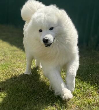 Sydney, Pet Sitting, Dogs Boarding Sydney For Premium Pet Stay Options