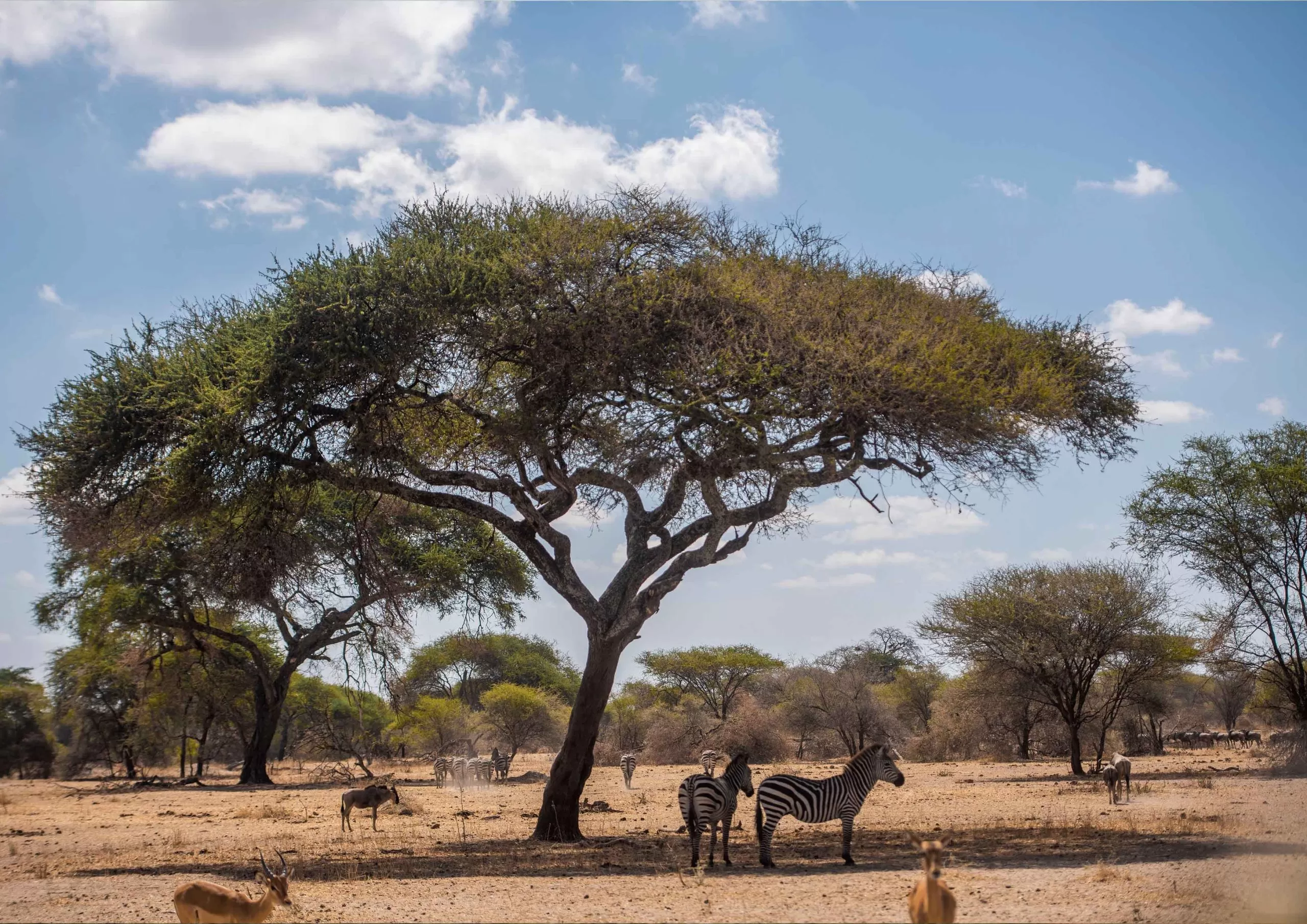 New York, Business, Climb Mount Kilimanjaro Price