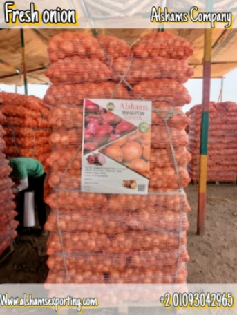 Ho Chi Minh City, Farm & Garden, Fresh Onion