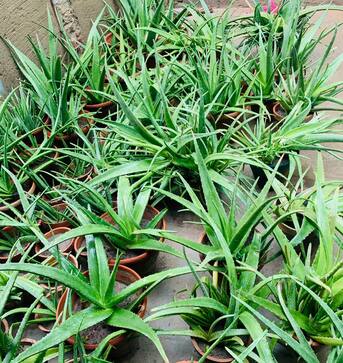 Al Maathar, Farm & Garden, SAR 35,  Flowers,Indoor&Outdoor Plants Are Available In Riyadh With Delivery-0551298565