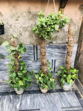 Al Maathar, Farm & Garden, SAR 35,  Flowers,Indoor&Outdoor Plants Are Available In Riyadh With Delivery-0551298565