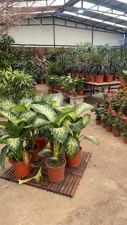 Al Maathar, Farm & Garden, SAR 35,  Flowers,Indoor&Outdoor Plants Are Available In Riyadh With Delivery-0551298565