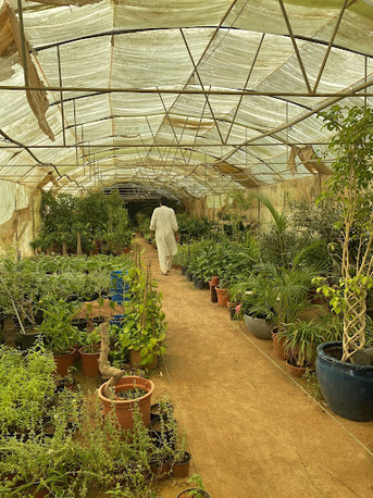 Al Maathar, Farm & Garden, SAR 35,  Flowers,Indoor&Outdoor Plants Are Available In Riyadh With Delivery-0551298565