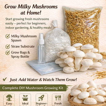 Mumbai, Farm & Garden, INR 199,  Milky Mushroom Spawn: Complete Guide To Cultivation, Uses, And Growing Practices In India