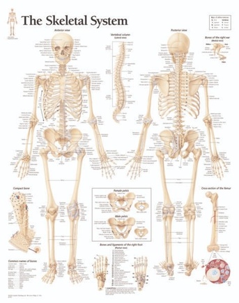 New York, Education, Chart Of Human Skeleton For Anatomy Learning And Study