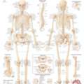 Chart Of Human Skeleton For Anatomy Learning And Study
