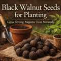 USD 1,  Black Walnut Seeds For Planting | Sacred Plant Co