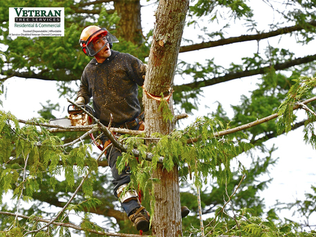 New York, Farm/Garden, Experience And Integrity Define The Work We Do At Veterans Tree