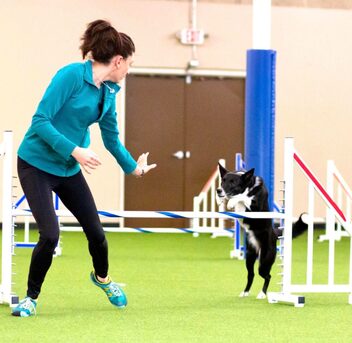 New York, Health, UKI Agility Trials &ndash; Competitive & Exciting Dog Agility Events