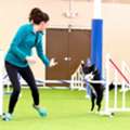 UKI Agility Trials &ndash; Competitive & Exciting Dog Agility Events