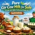 Pure Gir Cow Milk For Sale &ndash; Fresh A2 Milk Delivered Daily By Sattvishtik