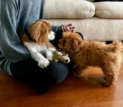 New York, Pet Sitting, Dog Savvy | Positive Dog Training