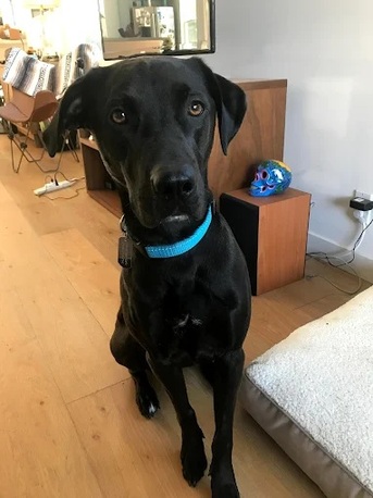 New York, Pet Sitting, Dog Savvy | Positive Dog Training