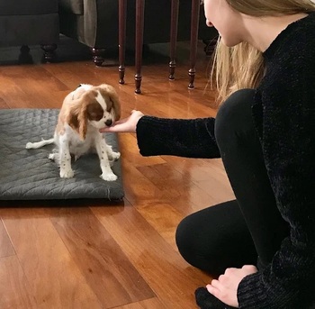 New York, Pet Sitting, Dog Savvy | Positive Dog Training